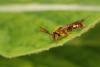 Nomada sp.
